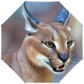 RainLab Cat-044 CaracalCat