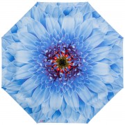 RainLab Fl-111 GerberaBlue